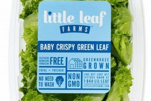 Growing Local: Little Leaf Farms Greens & Beyond | The Conscious Farmer | Sustainable Agriculture for a Healthier Planet