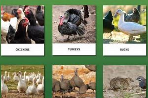 Raising Farm Birds: A Farming Guide to Success | The Conscious Farmer | Sustainable Agriculture for a Healthier Planet