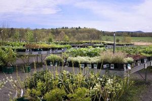 Discover Nasami Farm: Sustainable Farming | The Conscious Farmer | Sustainable Agriculture for a Healthier Planet