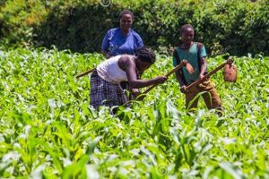 Precise Weeding Farm Solutions: Maximize Yields! The Conscious Farmer | Sustainable Agriculture for a Healthier Planet Precise Weeding Farm Solutions: Maximize Yields! | The Conscious Farmer | Sustainable Agriculture for a Healthier Planet
