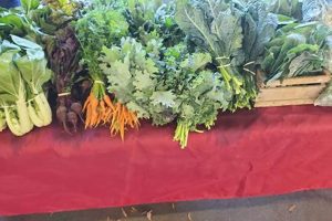 Local Farm to Feet: Sustainable Sock Farming | The Conscious Farmer | Sustainable Agriculture for a Healthier Planet