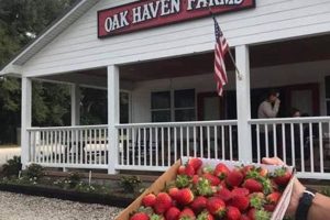 Visit Scenic Oak Haven Farms: Your Local Farm Fresh | The Conscious Farmer | Sustainable Agriculture for a Healthier Planet