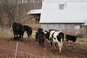 Exploring Bobolink Dairy Farm: Sustainable Farming | The Conscious Farmer | Sustainable Agriculture for a Healthier Planet