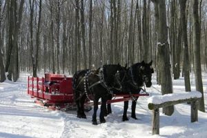 Discover Your Black Horse Farm Dream: Boarding & More! | The Conscious Farmer | Sustainable Agriculture for a Healthier Planet