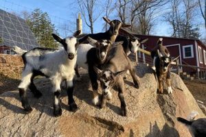 Discover the Joy: Happy Goat Farm Adventures! | The Conscious Farmer | Sustainable Agriculture for a Healthier Planet