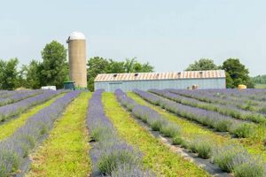 Visit Pondview Lavender Farm: A Fragrant Escape | The Conscious Farmer | Sustainable Agriculture for a Healthier Planet
