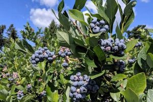 Visit Jeepers Seekers Blueberry Farm: Pick Your Own! | The Conscious Farmer | Sustainable Agriculture for a Healthier Planet