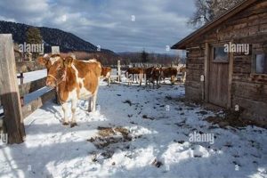 Profitable Comp Dairy Farm: Models & Strategies | The Conscious Farmer | Sustainable Agriculture for a Healthier Planet