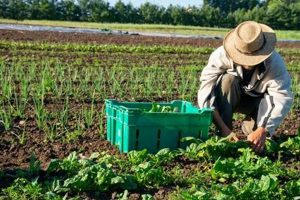 What is O Farming? A Guide to O Growing | The Conscious Farmer | Sustainable Agriculture for a Healthier Planet