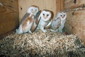 Is Owl Farming Viable? A Raptor's Role on the Farm | The Conscious Farmer | Sustainable Agriculture for a Healthier Planet