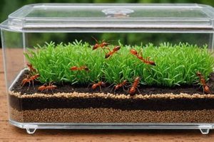 Buy Live Ants for Ant Farm: Colony Starter Kits | The Conscious Farmer | Sustainable Agriculture for a Healthier Planet