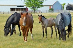 Discover Idlewild Farm: Sustainable Farming Practices | The Conscious Farmer | Sustainable Agriculture for a Healthier Planet