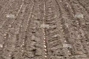 Farming: Planted Seeds Row Guide - Farm Success! | The Conscious Farmer | Sustainable Agriculture for a Healthier Planet