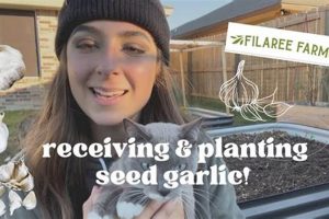 Discover: Filaree Garlic Farm - Premium Bulbs & More | The Conscious Farmer | Sustainable Agriculture for a Healthier Planet