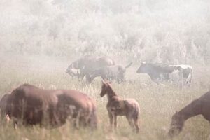 Reduce Smoke on the Farm: Air Quality Solutions | The Conscious Farmer | Sustainable Agriculture for a Healthier Planet
