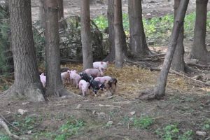 Your Guide to Stryker Farm: Farming &amp; Sustainability | The Conscious Farmer | Sustainable Agriculture for a Healthier Planet