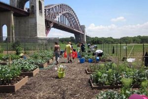 Explore Randall's Island Urban Farm: NYC Farming Oasis | The Conscious Farmer | Sustainable Agriculture for a Healthier Planet