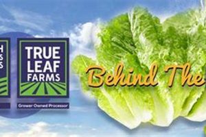 Farming True Leaf Farms & Church Brothers Produce Tips | The Conscious Farmer | Sustainable Agriculture for a Healthier Planet