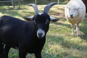 Suson Animal Farm: Your Local Livestock Source | The Conscious Farmer | Sustainable Agriculture for a Healthier Planet