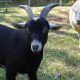 Suson Animal Farm: Your Local Livestock Source | The Conscious Farmer | Sustainable Agriculture for a Healthier Planet