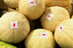 NY Hand Melon Farm: Fresh, Local, & Delicious Melons | The Conscious Farmer | Sustainable Agriculture for a Healthier Planet