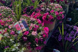 Malta Farm & Garden: Your Guide + Tips & Tricks | The Conscious Farmer | Sustainable Agriculture for a Healthier Planet