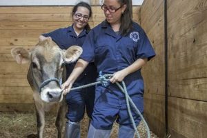 Top Farm Animal Veterinarian: Your Livestock's Health The Conscious Farmer | Sustainable Agriculture for a Healthier Planet Top Farm Animal Veterinarian: Your Livestock's Health | The Conscious Farmer | Sustainable Agriculture for a Healthier Planet