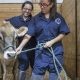 Top Farm Animal Veterinarian: Your Livestock's Health | The Conscious Farmer | Sustainable Agriculture for a Healthier Planet