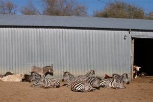 Visit Hedricks Exotic Animal Farm: A Wild Adventure! | The Conscious Farmer | Sustainable Agriculture for a Healthier Planet