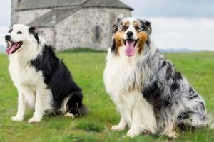 Top Farming Dogs: The Best Dogs for Farms & How to Choose | The Conscious Farmer | Sustainable Agriculture for a Healthier Planet