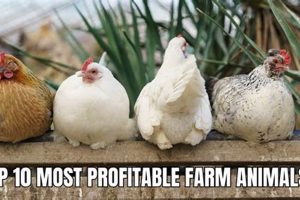 Top Animals: Most Profitable Farm Animal for Your Farm (2024) | The Conscious Farmer | Sustainable Agriculture for a Healthier Planet