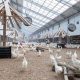 Future Farming: Human Egg Farm - Ethics & Tech | The Conscious Farmer | Sustainable Agriculture for a Healthier Planet