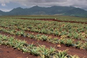 Explore a Pineapple Farm in Hawaii: Tours & More! | The Conscious Farmer | Sustainable Agriculture for a Healthier Planet