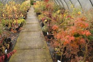 Explore Gossler Farms Nursery: Rare Plants & More! | The Conscious Farmer | Sustainable Agriculture for a Healthier Planet