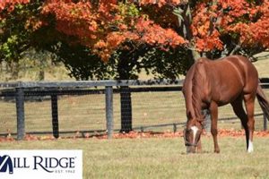 Discover Mill Ridge Farm: Sustainable Local Farming | The Conscious Farmer | Sustainable Agriculture for a Healthier Planet