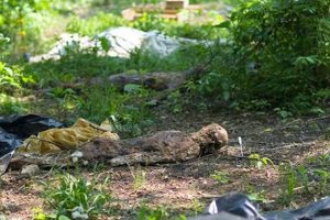 Body Farms: What, Why & Forensics | The Conscious Farmer | Sustainable Agriculture for a Healthier Planet
