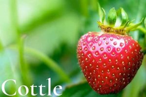 Cottle Farms Inc: Your Local Farm Fresh Choice | The Conscious Farmer | Sustainable Agriculture for a Healthier Planet