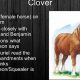 Character in Animal Farm: Who is Clover? A Deep Dive | The Conscious Farmer | Sustainable Agriculture for a Healthier Planet