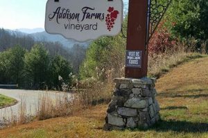 Visit Addison Farms Vineyard: NC Wine Country Escape | The Conscious Farmer | Sustainable Agriculture for a Healthier Planet