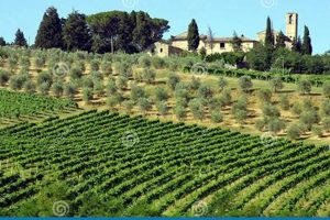Discover Farm Italy Photos: A Farming Visual Journey | The Conscious Farmer | Sustainable Agriculture for a Healthier Planet