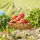 Go Green: Natural Farms & Sustainable Farming | The Conscious Farmer | Sustainable Agriculture for a Healthier Planet