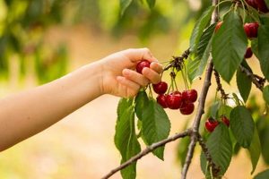Visit Local Cherry Picking Farm: A Sweet Farming Day! | The Conscious Farmer | Sustainable Agriculture for a Healthier Planet