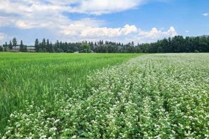 Discover Local: Bluebird Farms Washington Guide | The Conscious Farmer | Sustainable Agriculture for a Healthier Planet