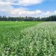 Discover Local: Bluebird Farms Washington Guide | The Conscious Farmer | Sustainable Agriculture for a Healthier Planet