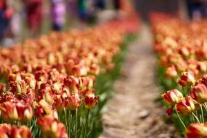 A Guide to Richardson Farm Tulip Festival: Blooms & More! | The Conscious Farmer | Sustainable Agriculture for a Healthier Planet