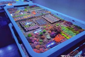 Sustainable Coral Farm Guide: Farming Reefs | The Conscious Farmer | Sustainable Agriculture for a Healthier Planet