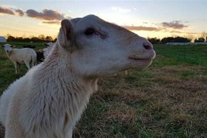 Discover Dog Wood Farms: Your Premier Rural Retreat | The Conscious Farmer | Sustainable Agriculture for a Healthier Planet