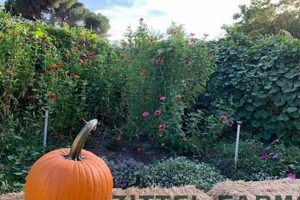 Zittel Farms: Your Local Harvest &amp; More! | The Conscious Farmer | Sustainable Agriculture for a Healthier Planet
