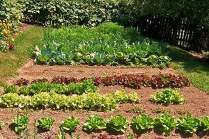 Small Garden Farms: Sustainable Farming Gems | The Conscious Farmer | Sustainable Agriculture for a Healthier Planet