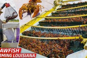 Profitable Crawfish Farm: Tips & Secrets to Farming Success | The Conscious Farmer | Sustainable Agriculture for a Healthier Planet